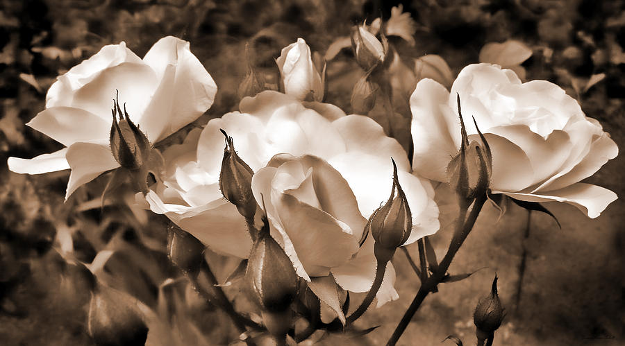 Sepia Rose Flower Garden Photograph by Jennie Marie Schell