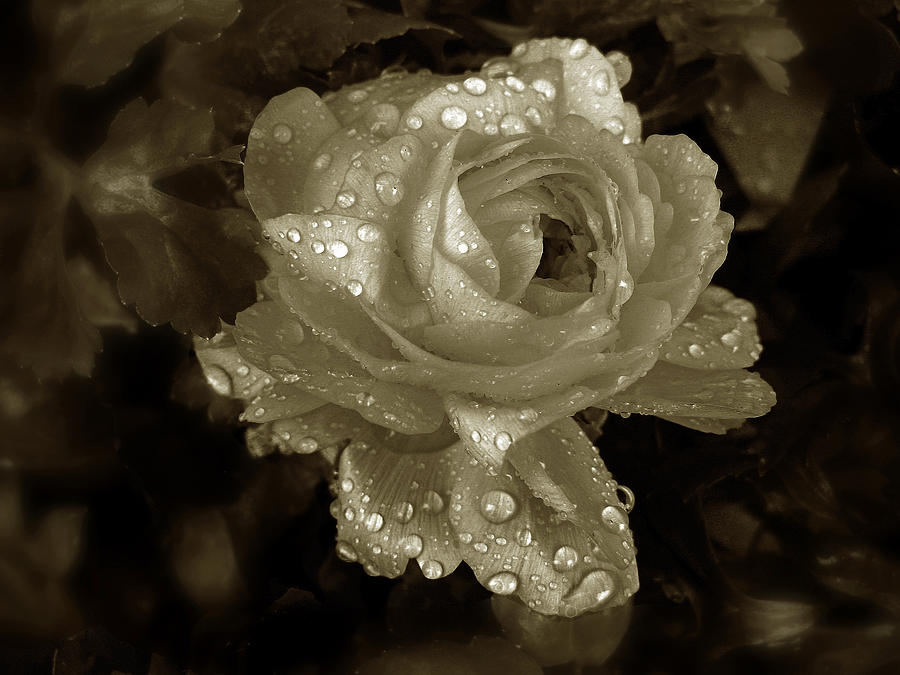 Flower Photograph - Sepia Rose by Jessica Jenney