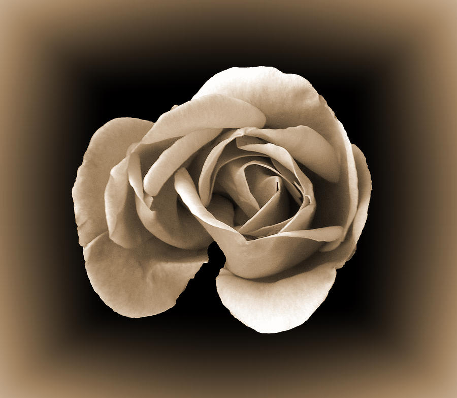 Sepia Rose Photograph by Lynn Bolt