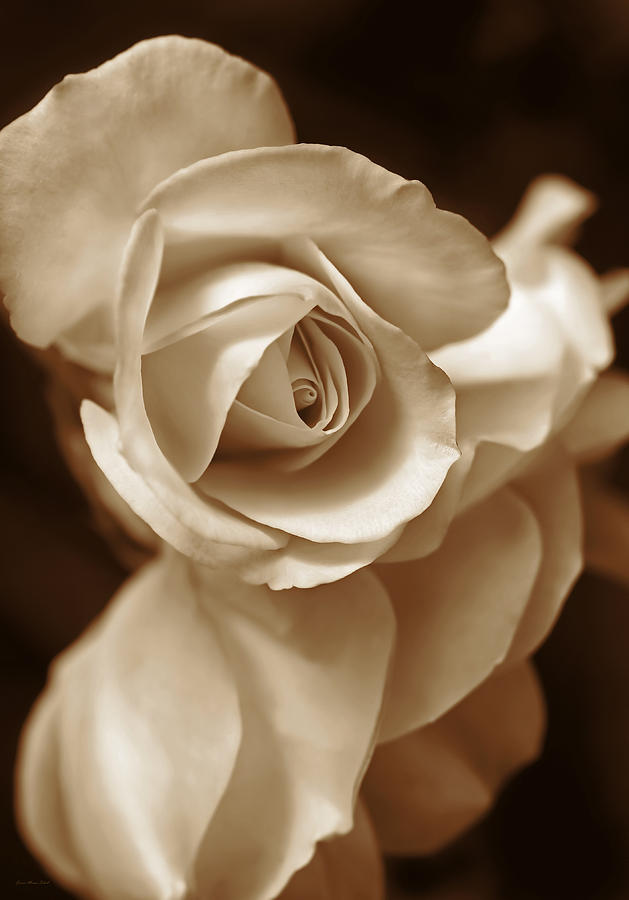 Sepia Rose Petals Photograph by Jennie Marie Schell