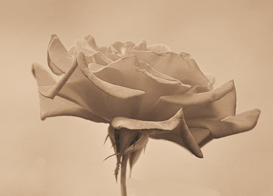 Rose Photograph - Sepia Rose by Russ Mullen