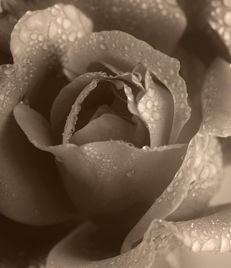 Sepia Rose Photograph by Stephen Anderson