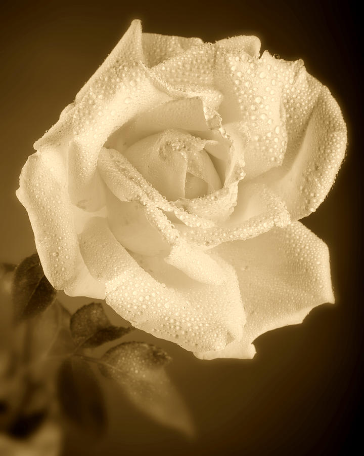 Abstract Photograph - Sepia Rose With Rain Drops by M K Miller