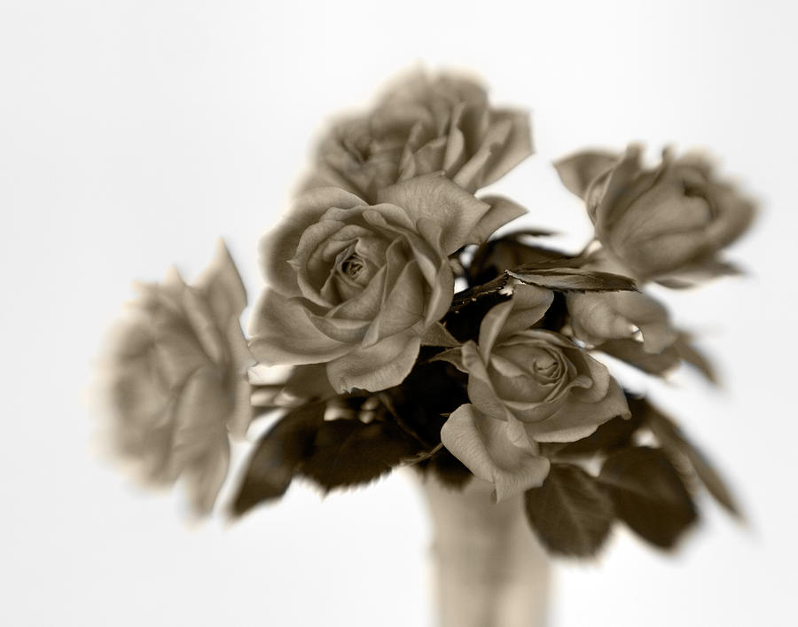 Sepia Roses Photograph by David and Carol Kelly