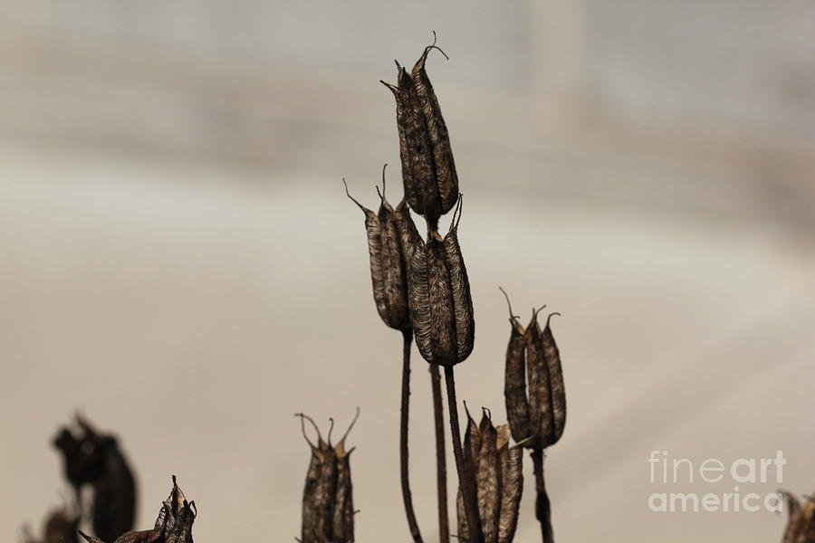 Sepia Seed Pods  Photograph by David Frederick