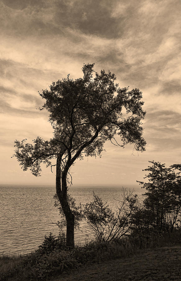 Nature Photograph - Sepia Silhouette by Shari Jardina