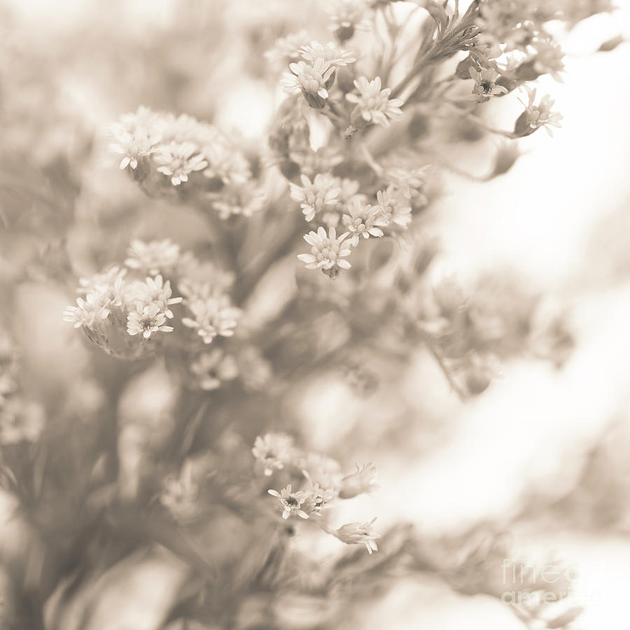 Sepia Solidago 2 Photograph by Anne Gilbert