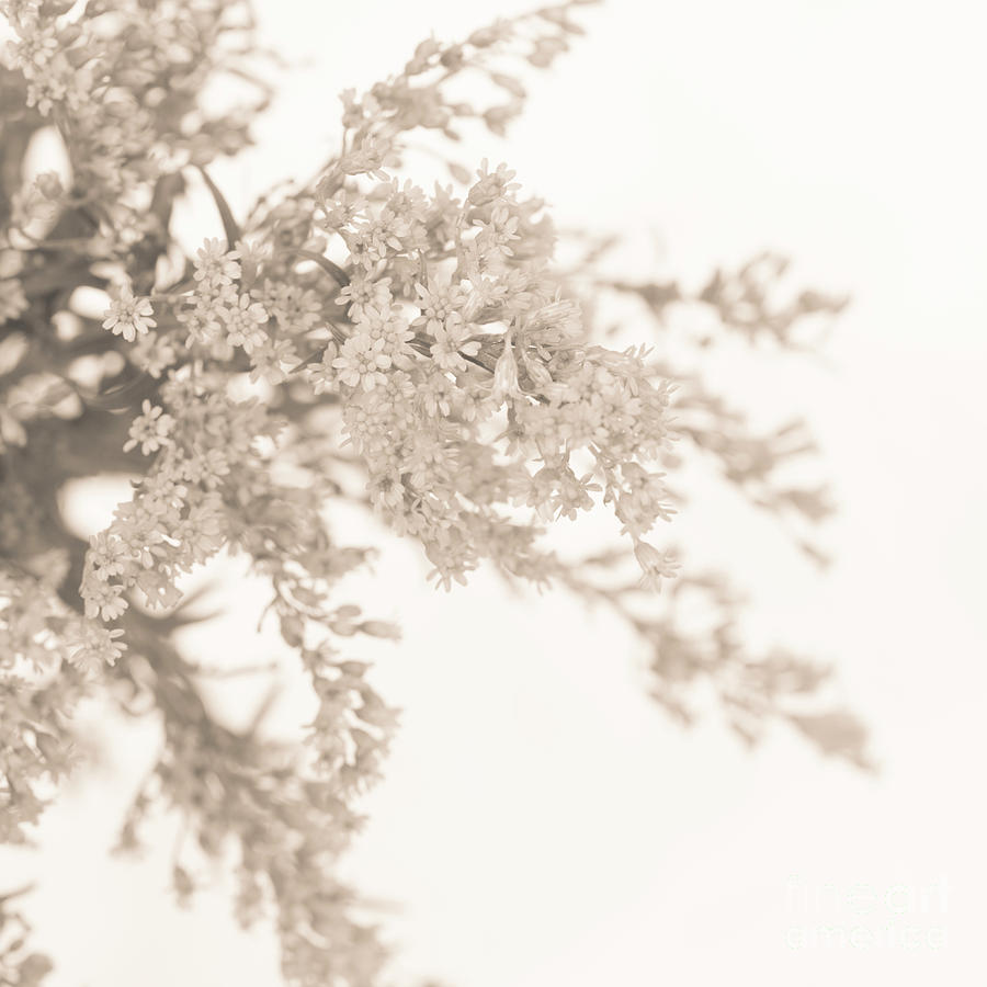 Sepia Solidago I Photograph by Anne Gilbert