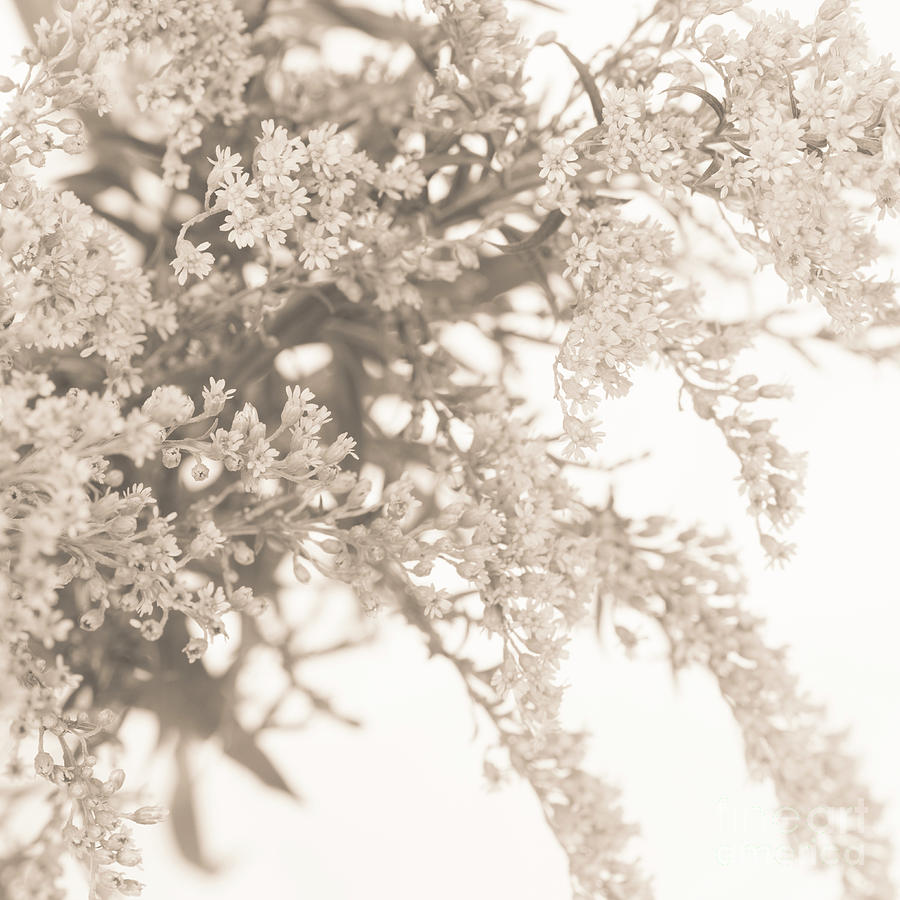 Sepia Solidago 3 Photograph by Anne Gilbert