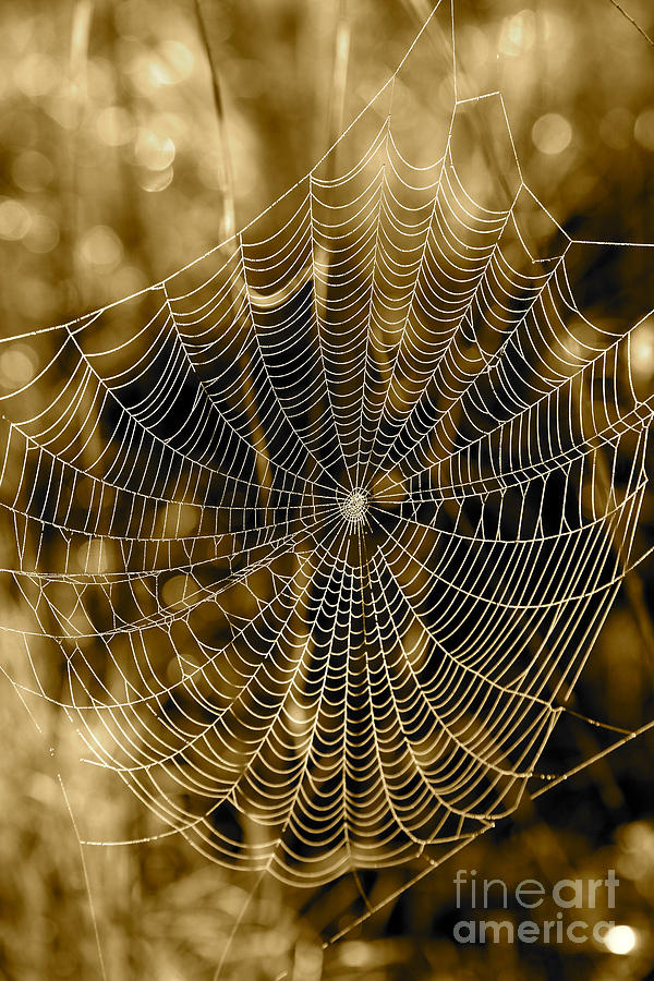 Sepia Spider Web Photograph by Carol Groenen