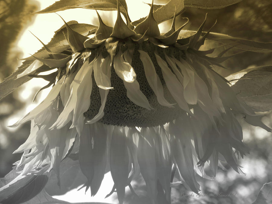 Sensational in Black, White and Sepia Tones- Sunflower - Images from the Garden - Floral Photography Photograph by Brooks Garten Hauschild