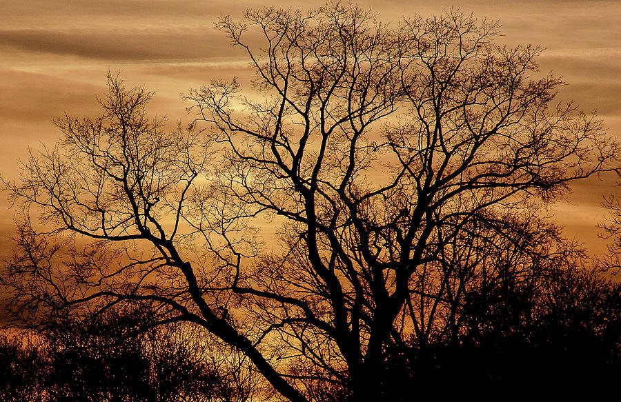 Sepia Sunset Photograph by Michael Nowotny