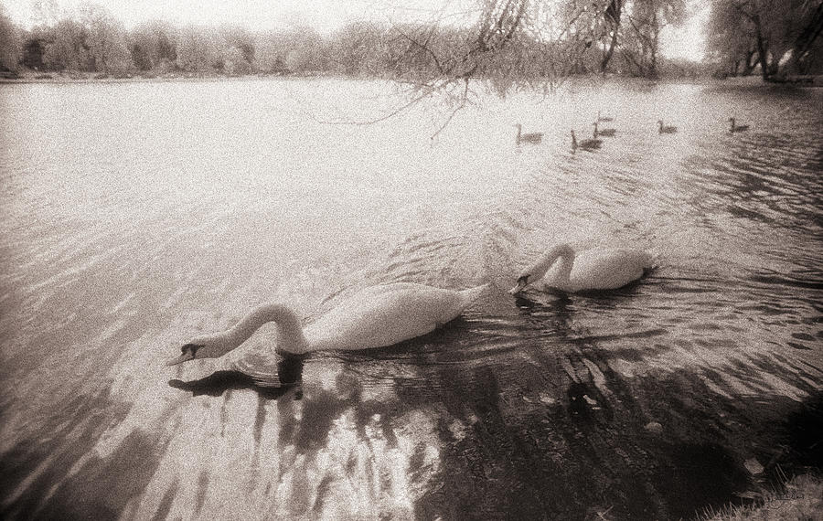 Sepia Swans Photograph by Doug Gibbons