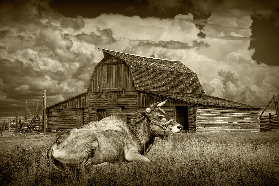 Sepia Tone of a Farm Cow laying in the Grass Photograph by Randall Nyhof