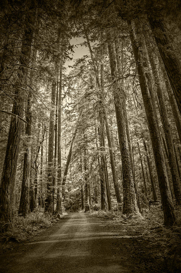 Sepia Tone of a Rain Forest Dirt Road Photograph by Randall Nyhof