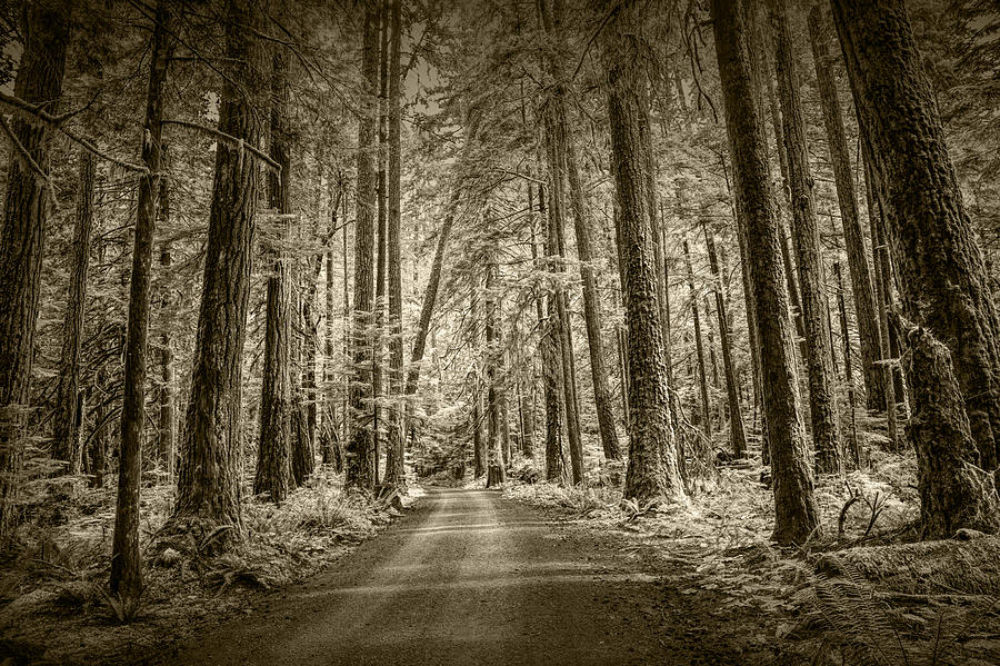 Sepia Tone of a Road in a Rain Forest Photograph by Randall Nyhof