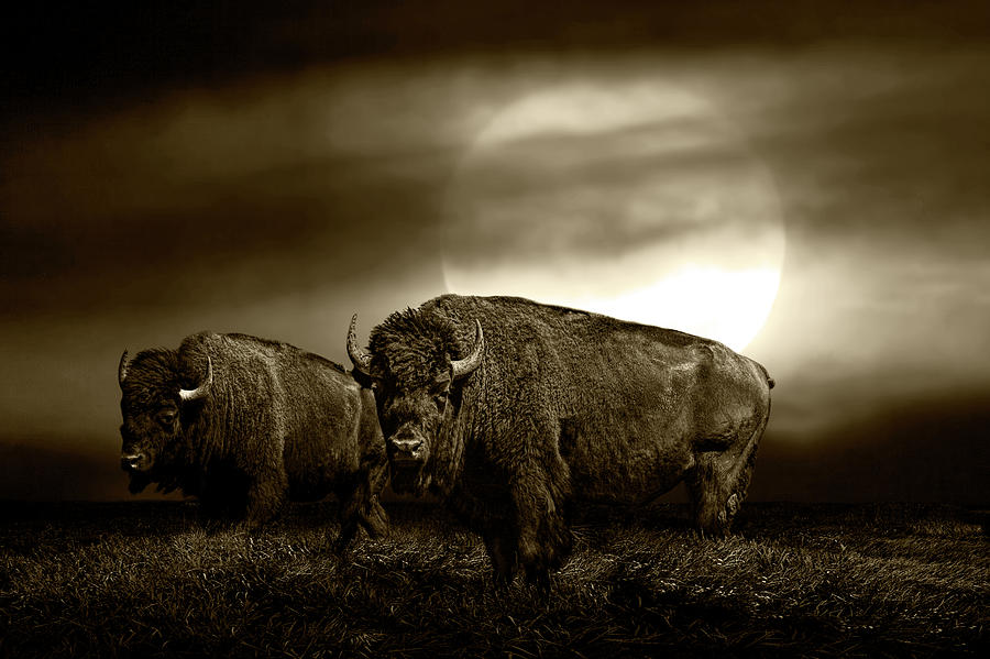 Sepia Tone of an American Bison under a Super Moon Photograph by Randall Nyhof