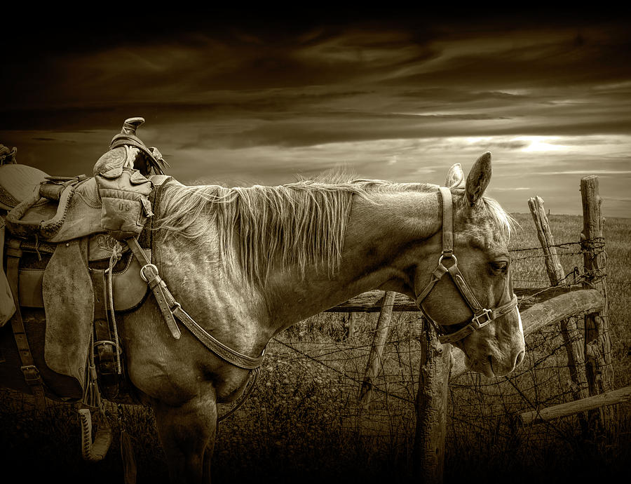 Sunset Photograph - Sepia Tone of Back at the Ranch Saddle Horse by Randall Nyhof