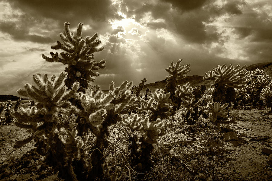 Sepia Tone of Cholla Cactus Garden bathed in Sunlight Photograph by Randall Nyhof