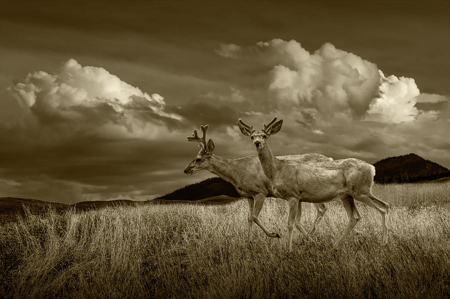 Sepia Tone of Male Mule Deer with Velvet Antlers Photograph by Randall Nyhof