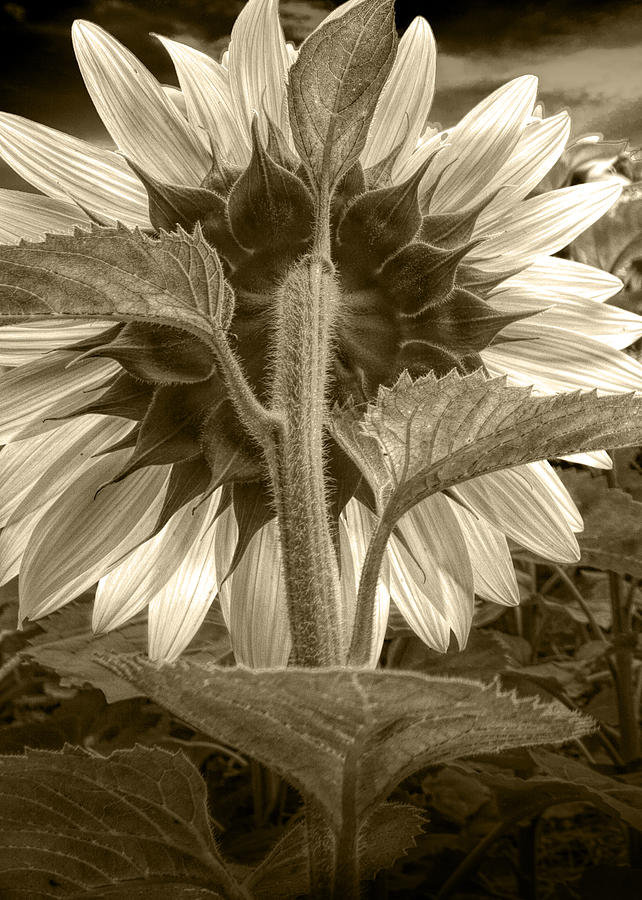 Sepia Tone of the Back of a Sunflower Photograph by Randall Nyhof