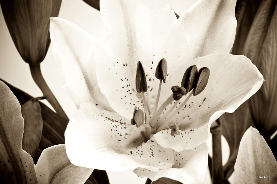 Sepia toned Asian lily Photograph by John Pagliuca