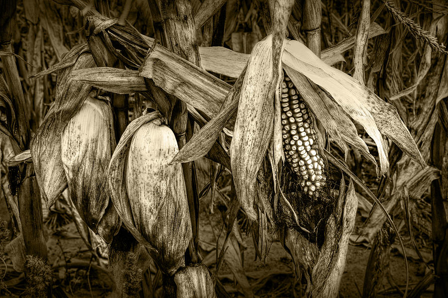 Nature Photograph - Sepia Toned Ear of Corn on the Stalk by Randall Nyhof