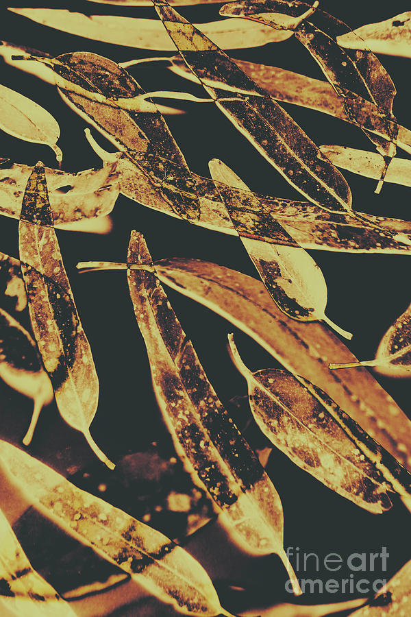 Sepia toned image of floating eucalyptus leaves Photograph by Jorgo Photography
