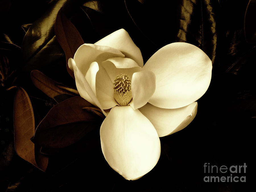 Sepia-Toned Magnolia Photograph by Frances Ann Hattier