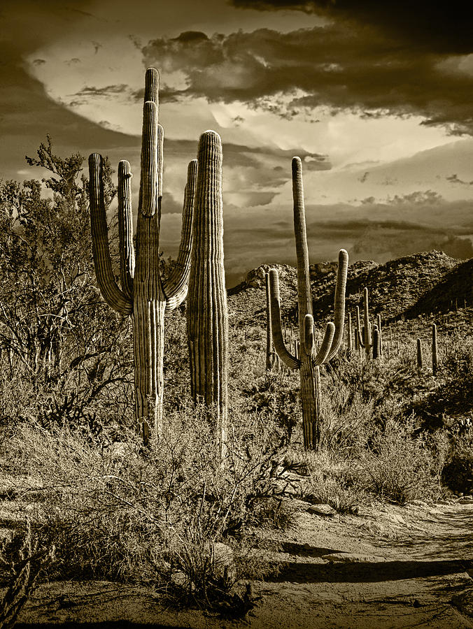 Sepia Toned Photograph Of Saguaro Cactuses Photograph