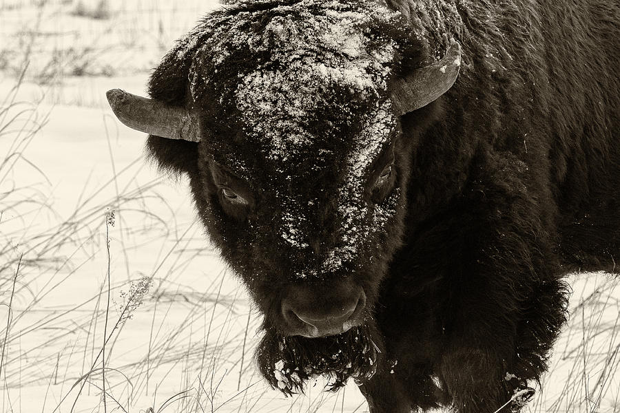 Sepia Toned Portrait of an American Bison Photograph by Tony Hake