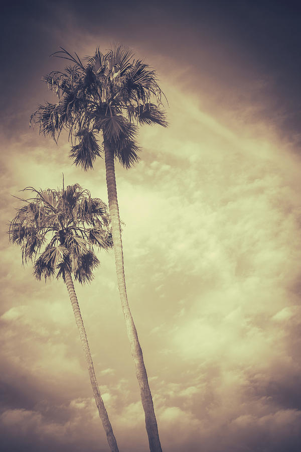 Sepia Toned Retro Palms Photograph