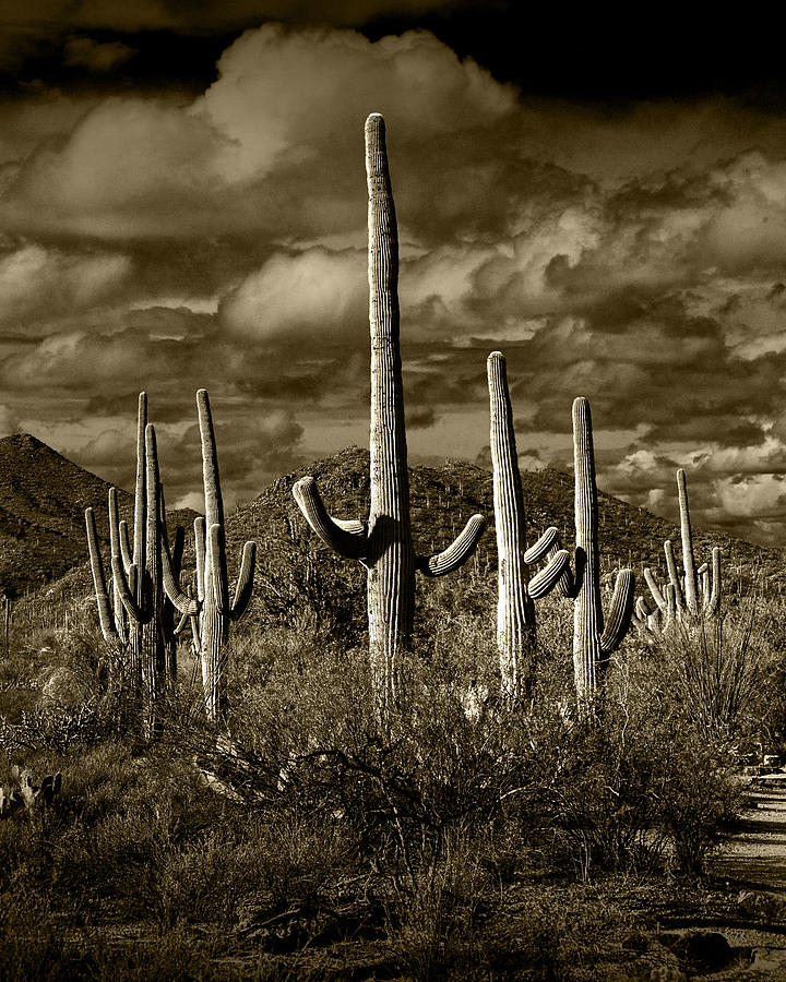 Sepia Toned Saguaro Cactuses Photograph by Randall Nyhof