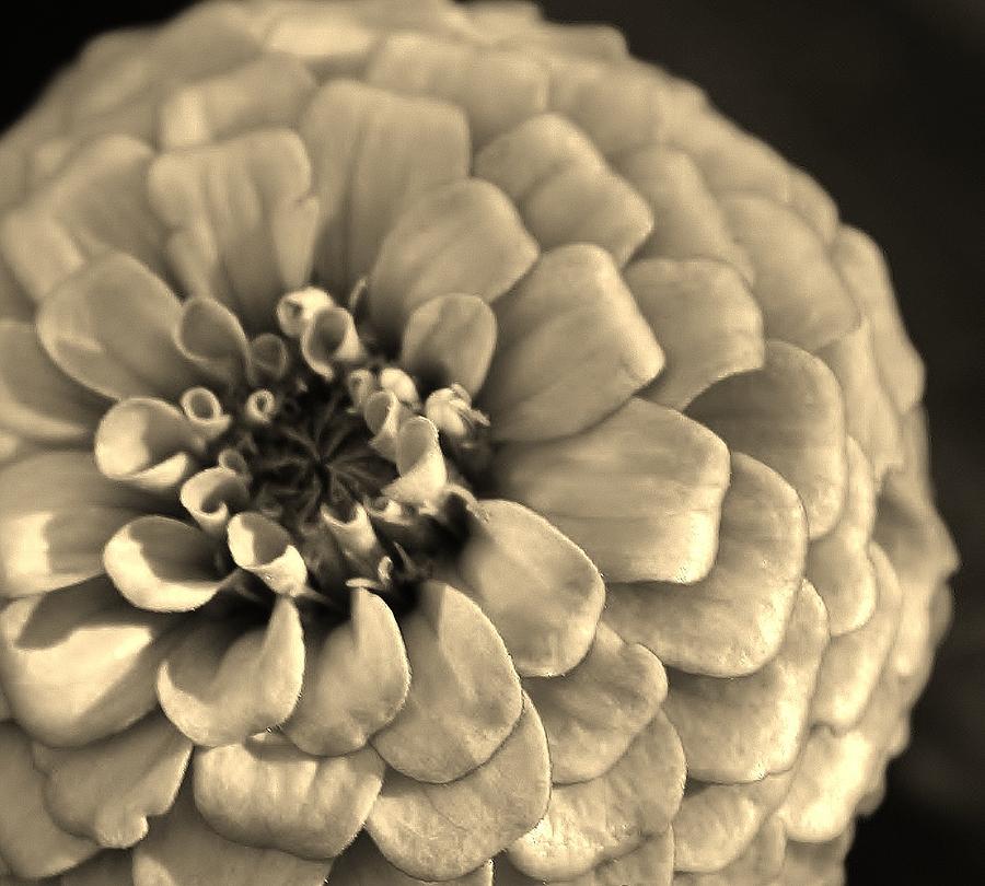Sepia Toned Zinnia Photograph by Bruce Bley