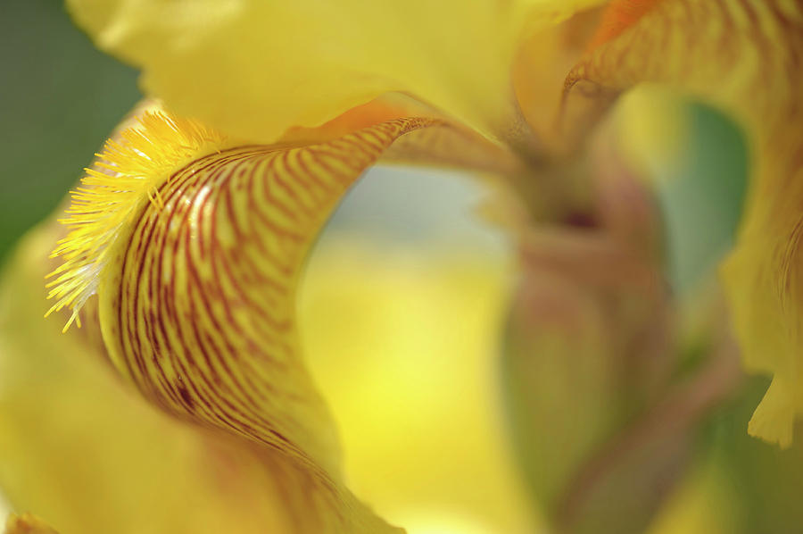 Sepiagold. The Beauty of Irises Photograph by Jenny Rainbow