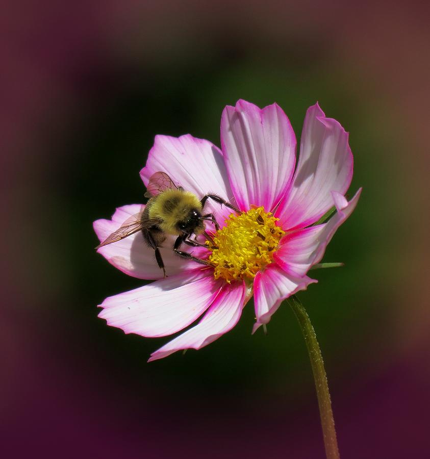 September Bee Photograph by MTBobbins Photography