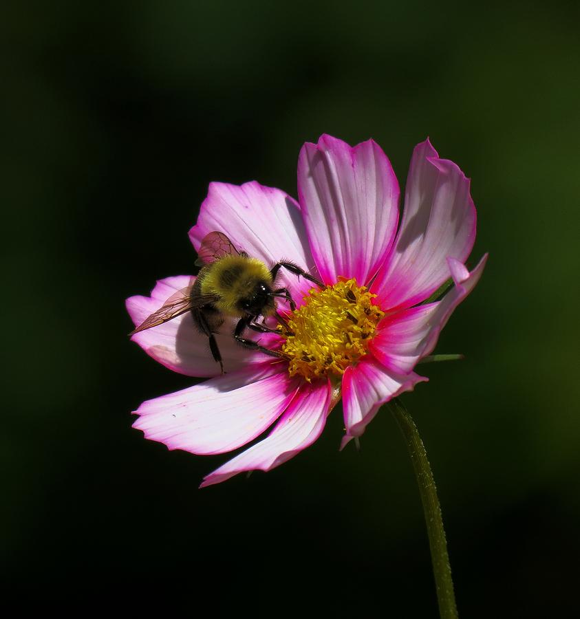 September Bee on Cosmos Photograph by MTBobbins Photography