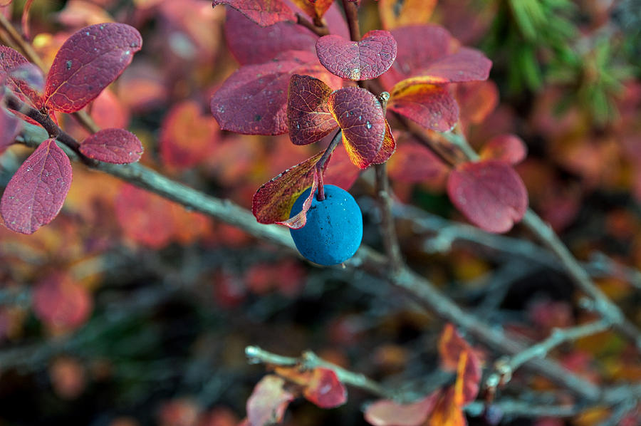 September Blueberry Photograph by Cathy Mahnke
