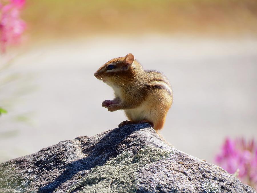 Wildlife Photograph - September Chipmunk by MTBobbins Photography