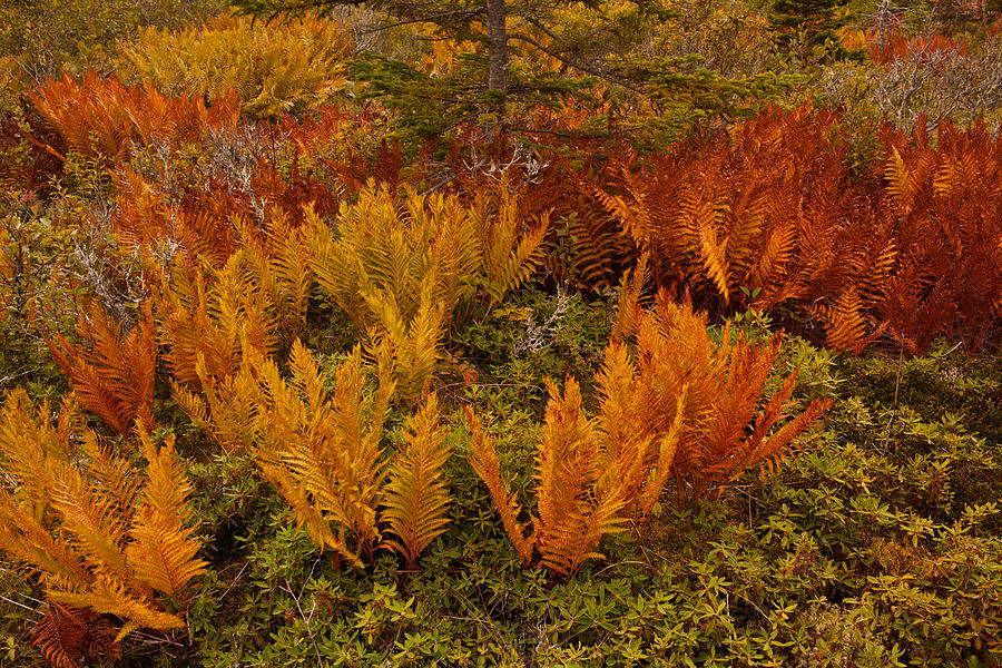 September Cinnamon Ferns Photograph by Irwin Barrett