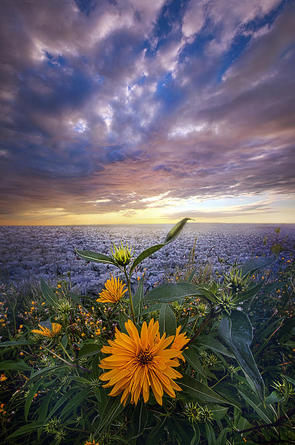 Flower Photograph - September Equinox by Phil Koch