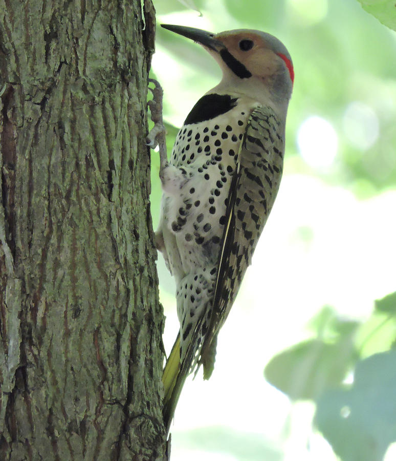 September Flicker by Peg Toliver September Flicker by Peg Toliver