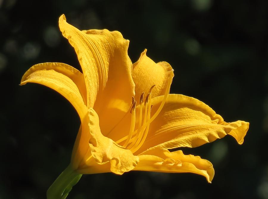 Lily Photograph - September Gold by MTBobbins Photography