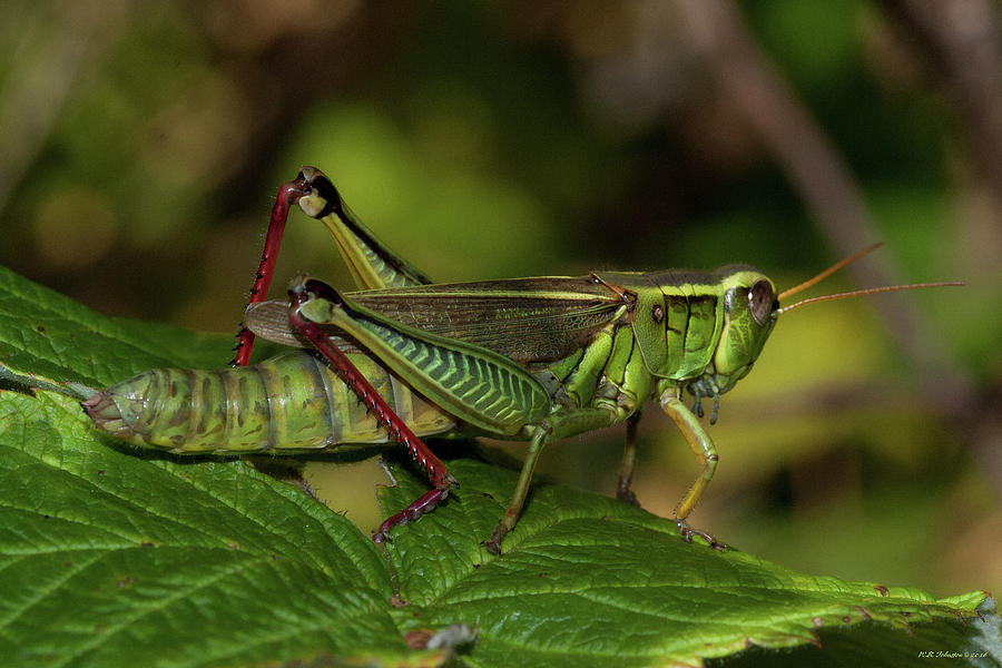 September Grasshopper Photograph by WB Johnston