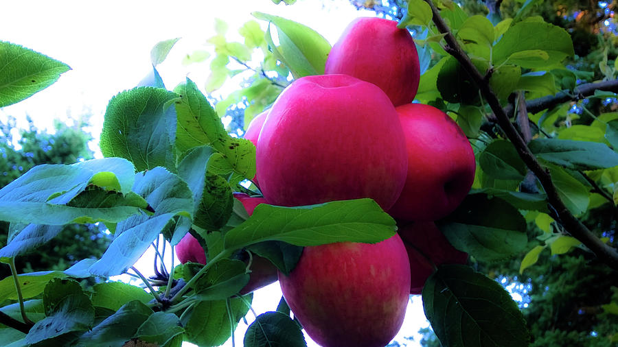 Apple Photograph - September Harvest by Lisa Beth McKinney Photography
