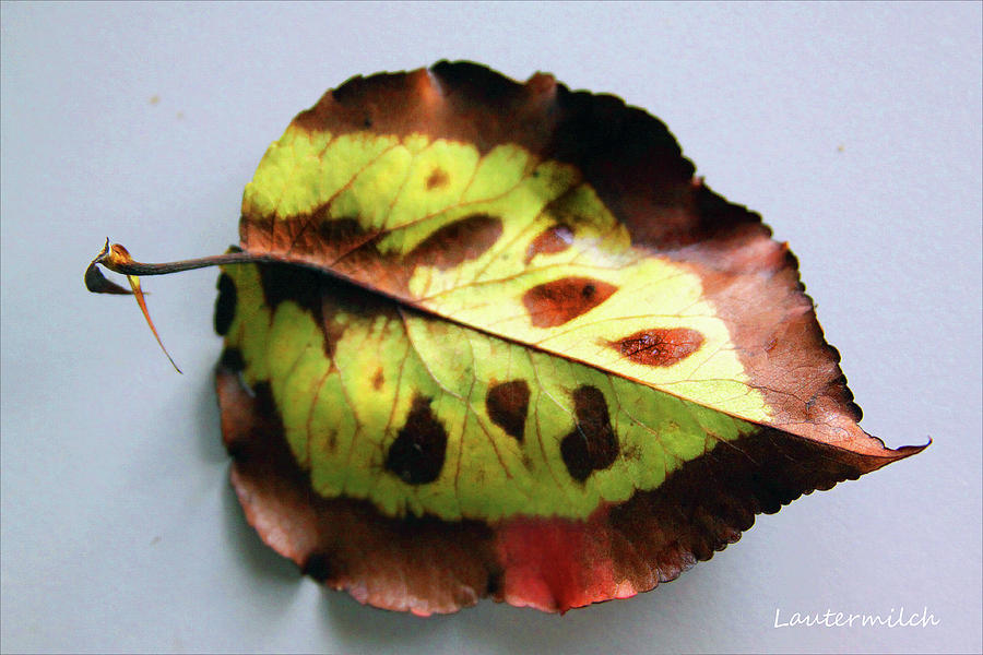 September Leaf Photograph by John Lautermilch