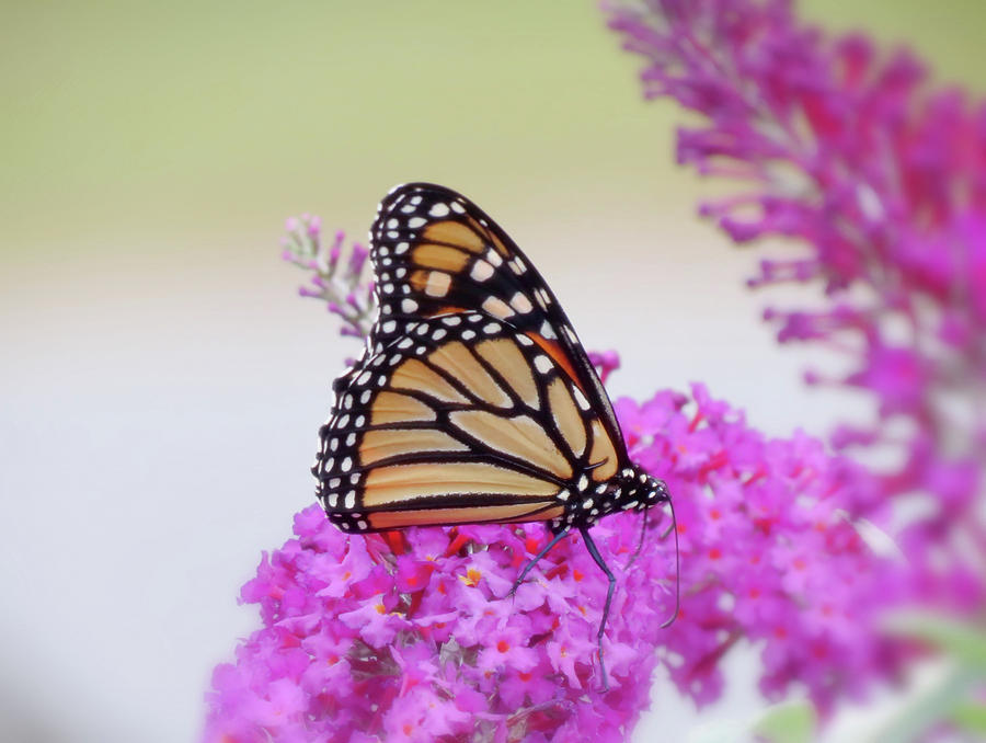 September Monarch - Butterfly Photograph by MTBobbins Photography
