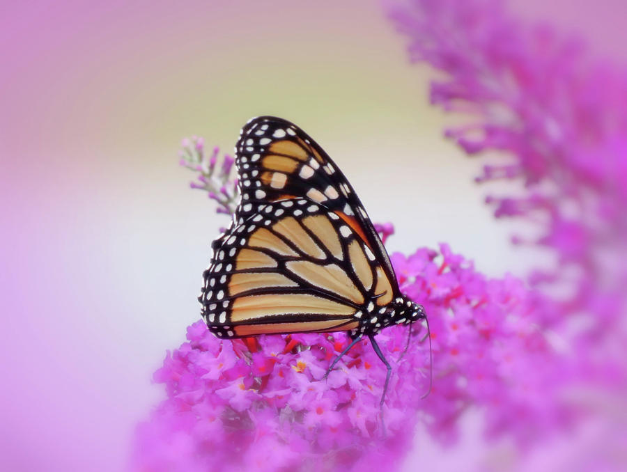 September Monarch - Butterfly - Vignette Photograph by MTBobbins Photography