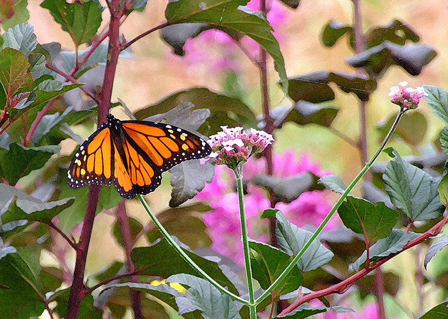 September Monarch Photograph by Janis Senungetuk