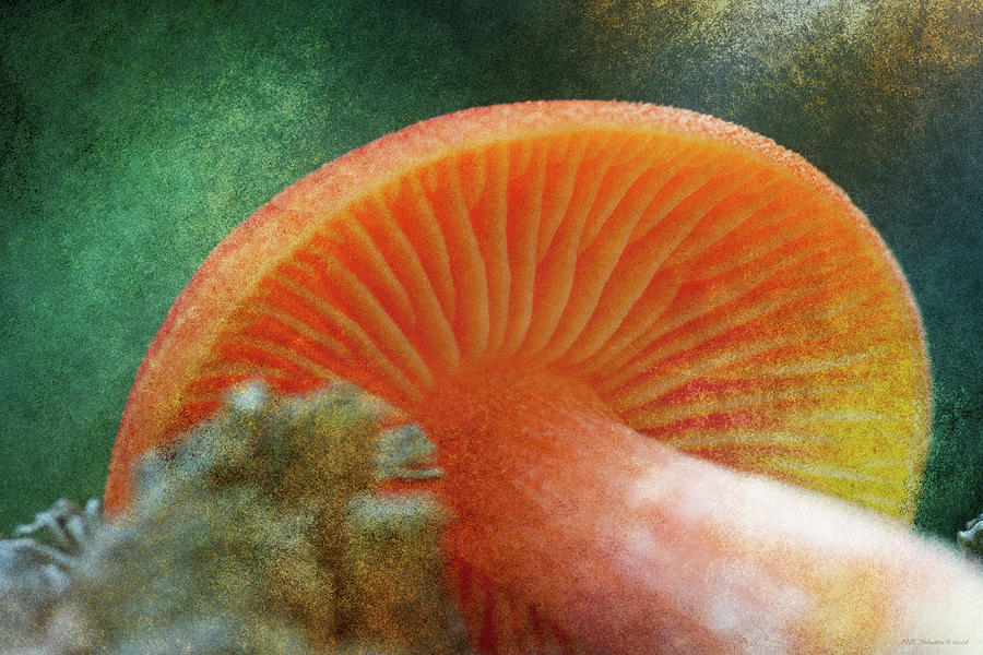 September Mushroom Photograph by WB Johnston